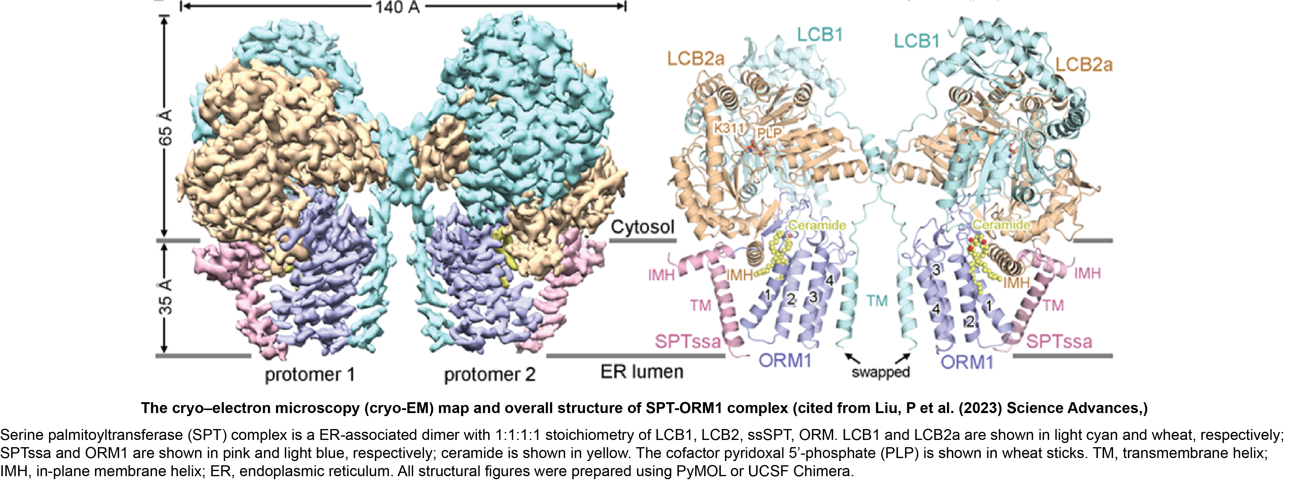 The cryo–electron microscopy (cryo-EM) map and overall structure of SPT-ORM1 complex. LCB1 and LCB2a are shown in light cyan and wheat, respectively; SPTssa and ORM1 are shown in pink and light blue, respectively; ceramide is shown in yellow. The cofactor pyridoxal 5′-phosphate (PLP) is shown in wheat sticks. TM, transmembrane helix; IMH, in-plane membrane helix; ER, endoplasmic reticulum. All structural figures were prepared using PyMOL or UCSF Chimera